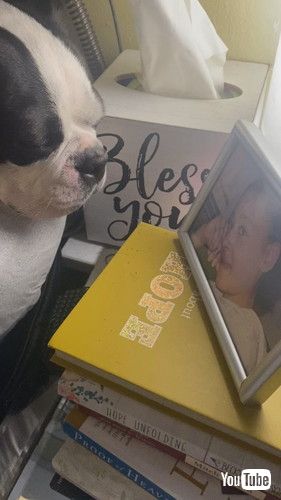 写真を見つめるワンコ