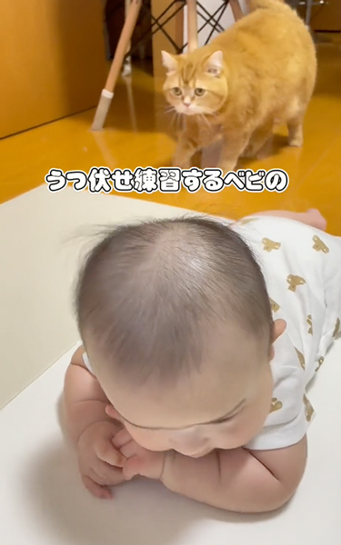 うつ伏せ練習中の赤ちゃん