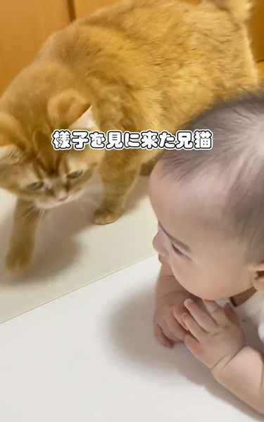 赤ちゃんを見に来た猫
