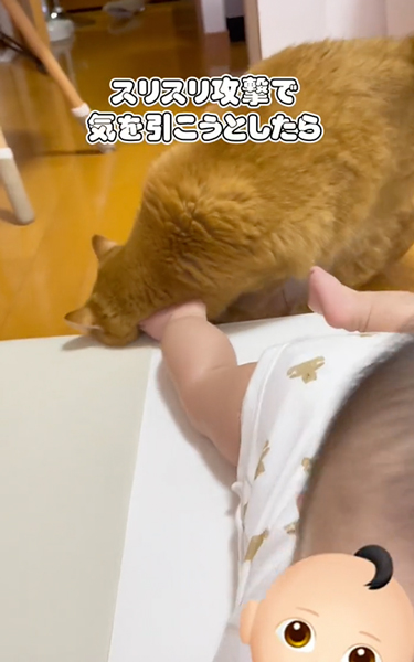 赤ちゃんにスリスリする猫