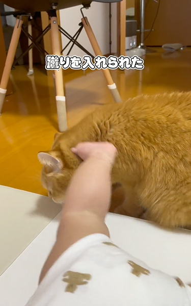 赤ちゃんに蹴られた猫