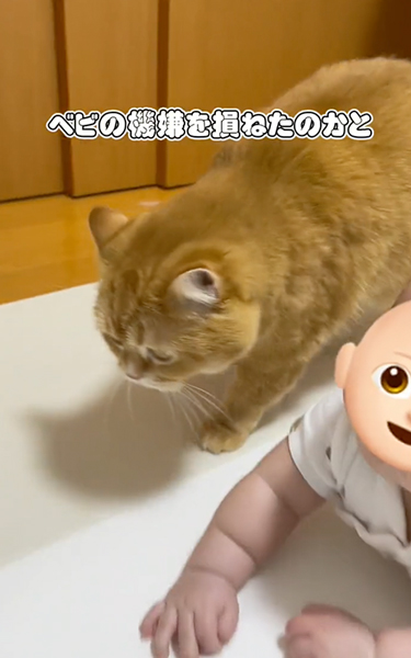 赤ちゃんの顔色をうかがう猫
