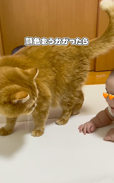 赤ちゃんを気にする猫