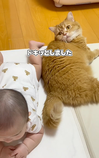 赤ちゃんと猫