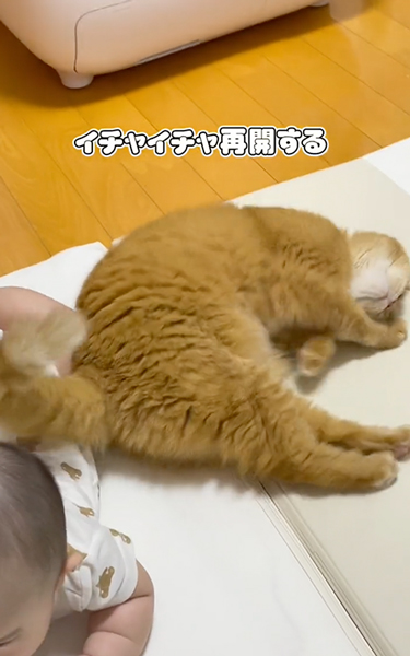 赤ちゃんと仲良しな猫