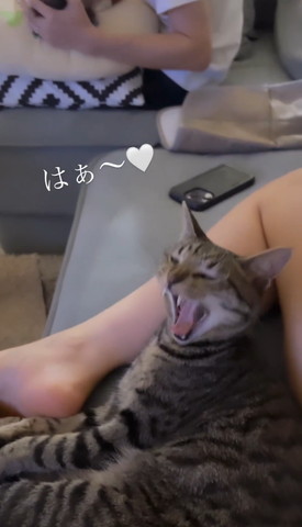 あくびする猫
