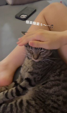 なでられて目つむる猫