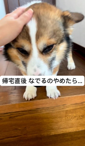 寝る飼い主と猫