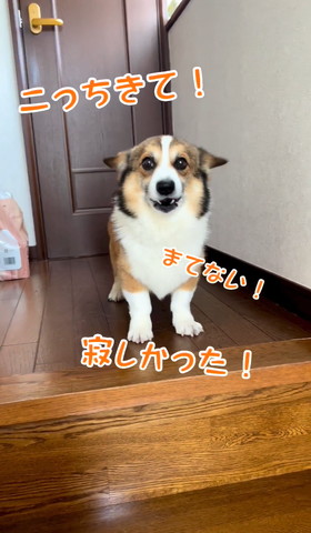 こっち来てテロップ