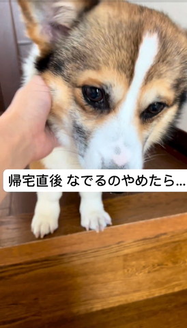 あごなでられてるワンコ