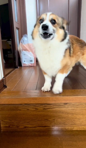 口あけてるワンコ