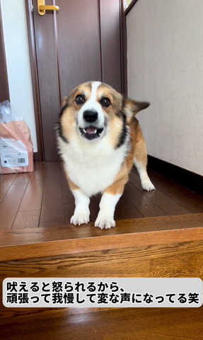 吠えると怒られるからテロップ