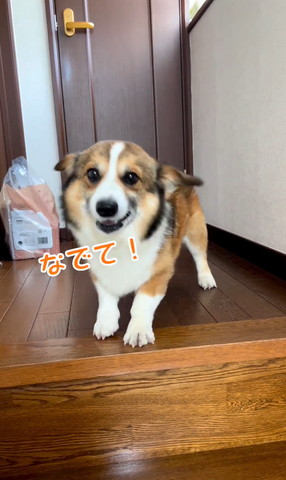 なでてテロップ