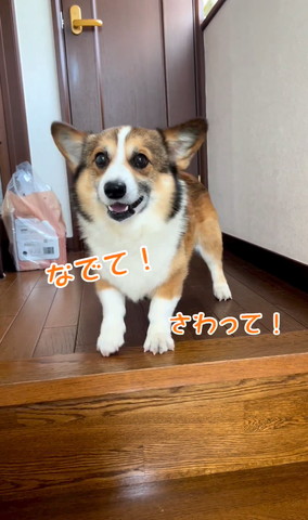 さわってテロップ