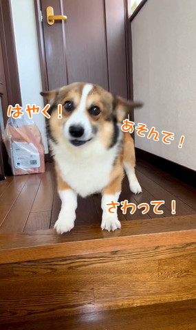 はやくテロップ