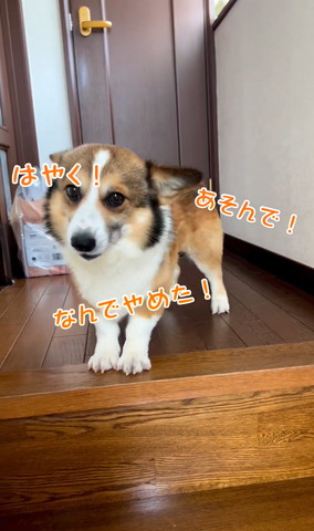 何でやめたあそんでテロップ