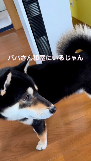 振り向く犬