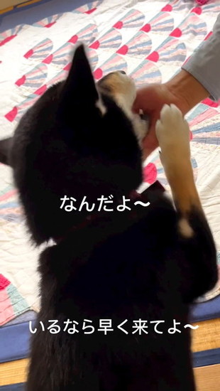 手にじゃれつく犬