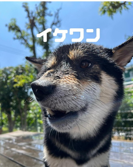 濡れた犬