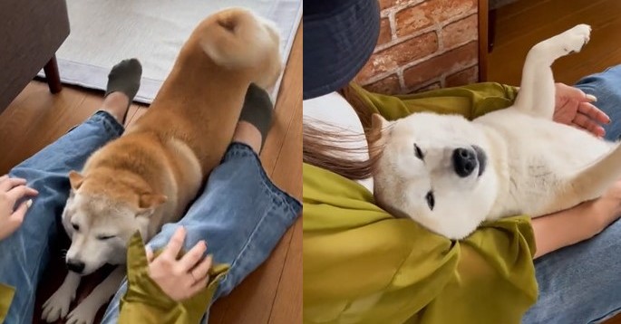 大好きなお姉ちゃんと久々に再会した柴犬、ぴったりくっついて……　喜びあふれる最高の笑顔が220万再生 | ねとらぼ