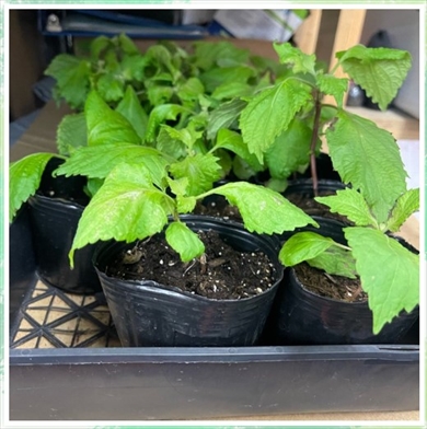 カナダのコンビニ屋を大葉の苗を見つけた北斗晶