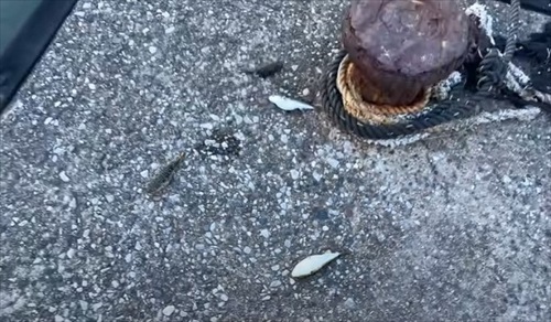 乾燥したフグを海水に入れて救助を試みる