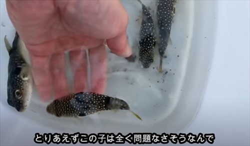 乾燥したフグを海水に入れて救助を試みる