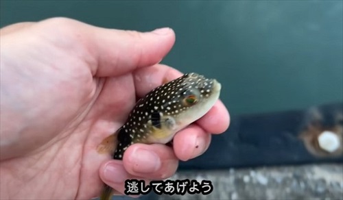 乾燥したフグを海水に入れて救助を試みる