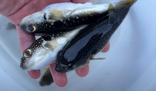 乾燥したフグを海水に入れて救助を試みる