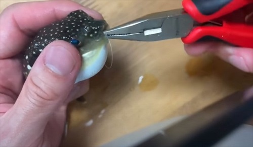 乾燥したフグを海水に入れて救助を試みる