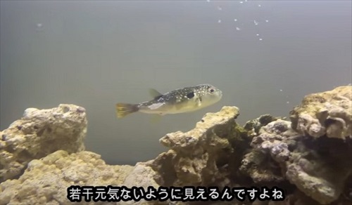 乾燥したフグを海水に入れて救助を試みる