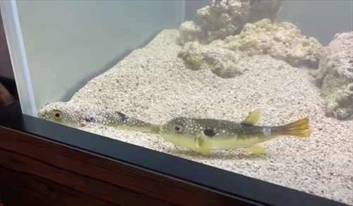 乾燥したフグを海水に入れて救助を試みる