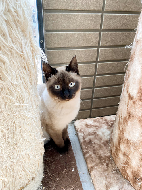 もふもふの後ろにいるあいるくん