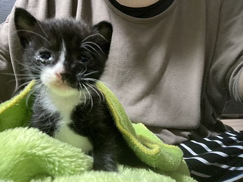 6月保護の子猫