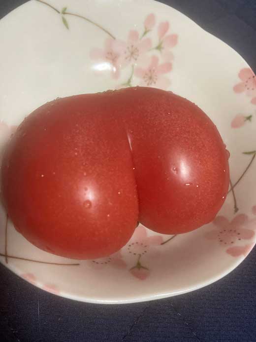 おけつすぎる トマト お尻 プリケツ 形