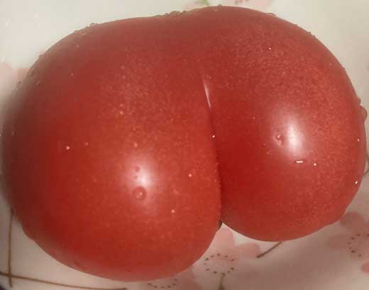 おけつすぎる トマト お尻 プリケツ 形