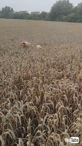 麦畑を駆け回るワンコ
