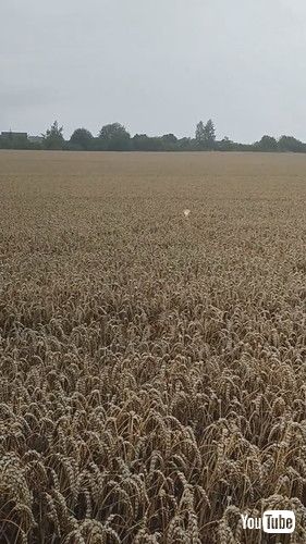 見失いそうです