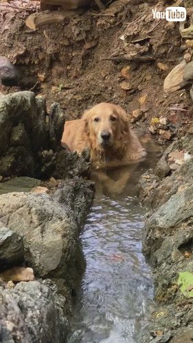 落ち着いている大型犬