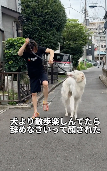 散歩を楽しむ飼い主と冷静なワンコ