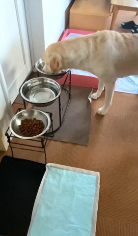 ごはん食べてるワンコ