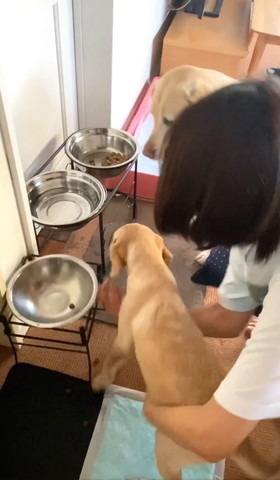 同居ワンコのごはん皿を見る子犬
