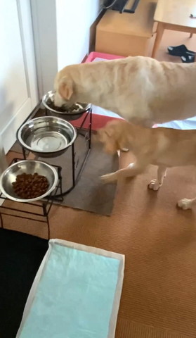 ごはん食べてるワンコの隣に走ってくる子犬