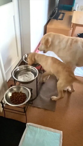 ごはんを奪う子犬