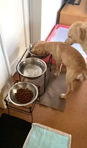 子犬を引っ張る飼い主