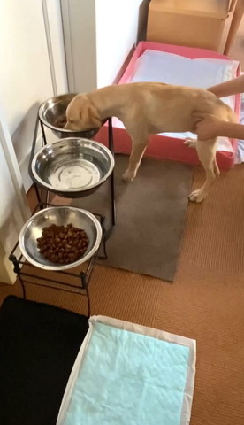 子犬を止める飼い主