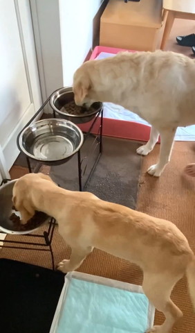 ご飯食べる子犬と成犬