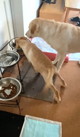 体のばしてご飯を奪う子犬