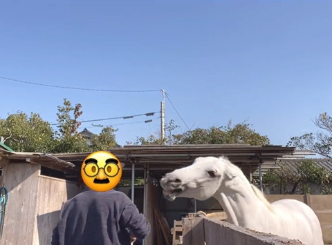 男性スタッフに威嚇してる馬