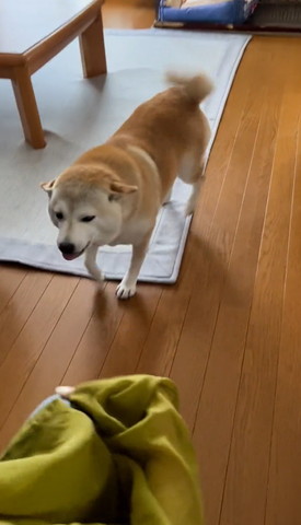 歩いてくる柴犬